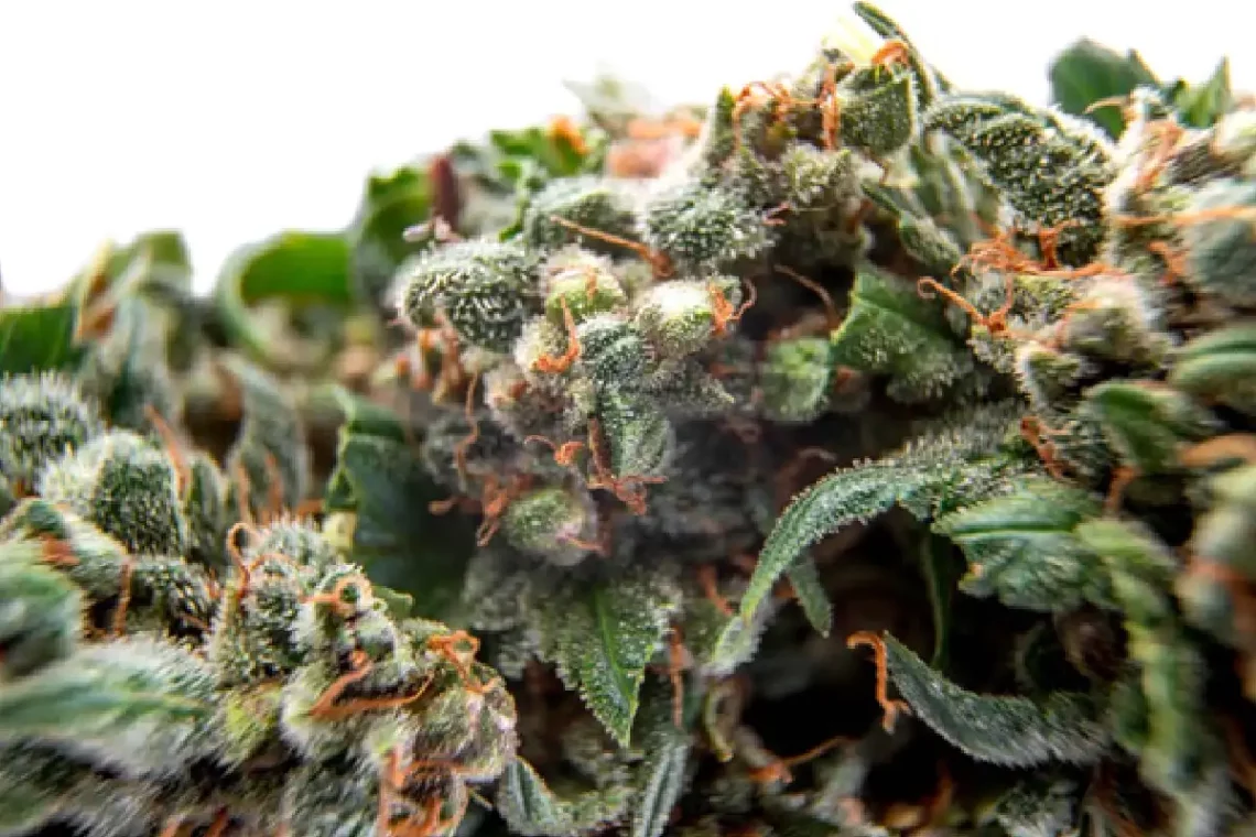 Picking The Best Flower Strains