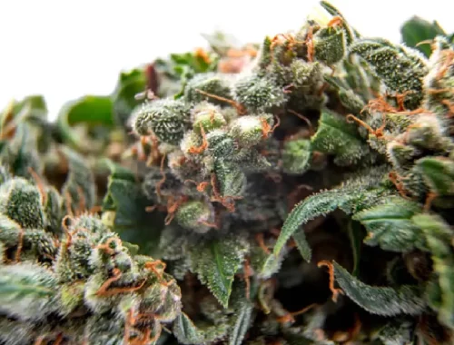 Picking The Best Flower Strains