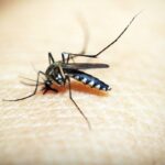 Health Risks of Common House Pests