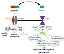 5 Prevalent BDNF Deficiency Symptom