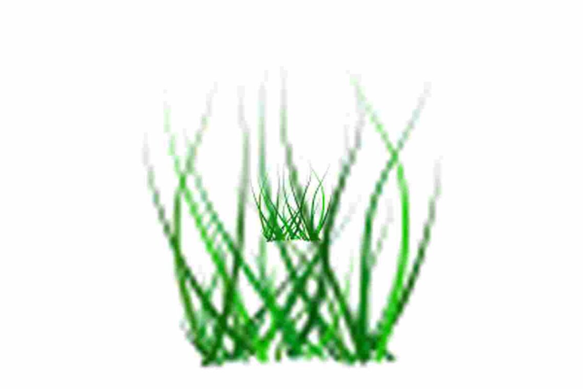 how to make grass in little alchemy