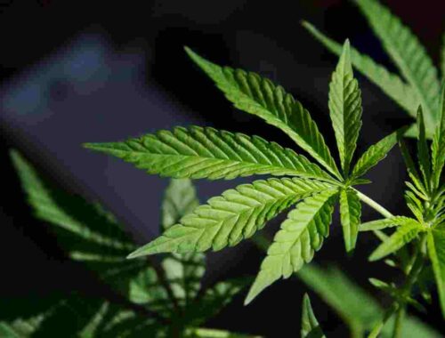 5 unknown health advantages of cannabis