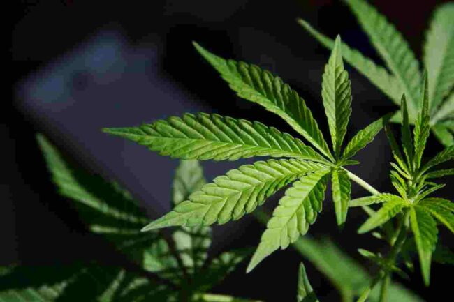 5 unknown health advantages of cannabis