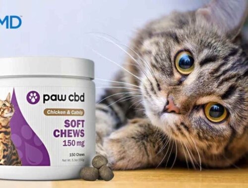 cbd-cat-treats