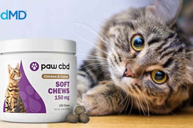 cbd-cat-treats
